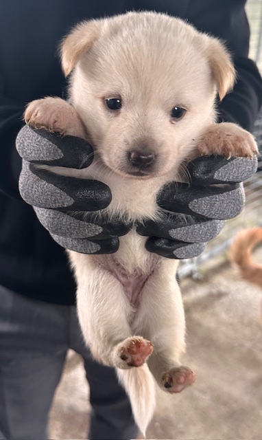 보호중 믹스견의 가…