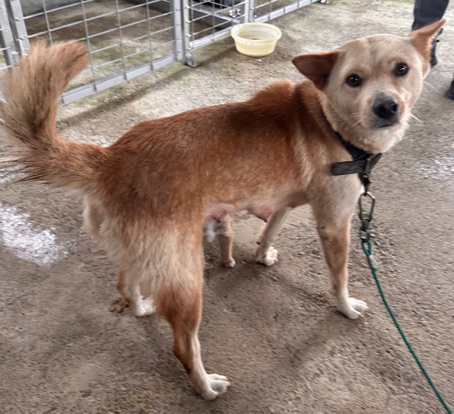 광양시 임시보호소_446484202500756