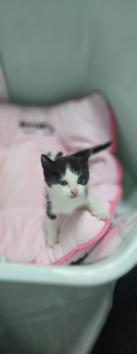 익산유기동물보호소_445468202502934