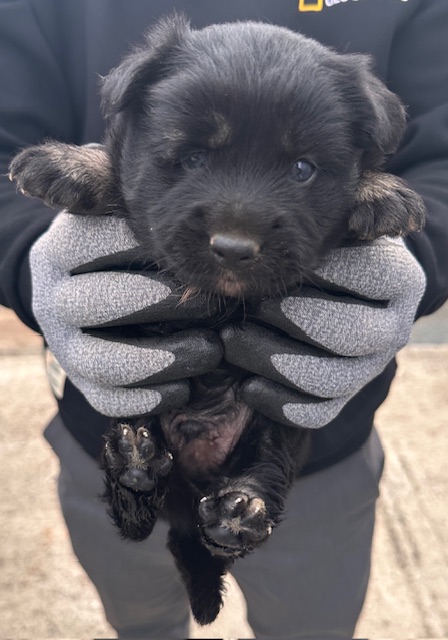 종료(자연사) 믹스…