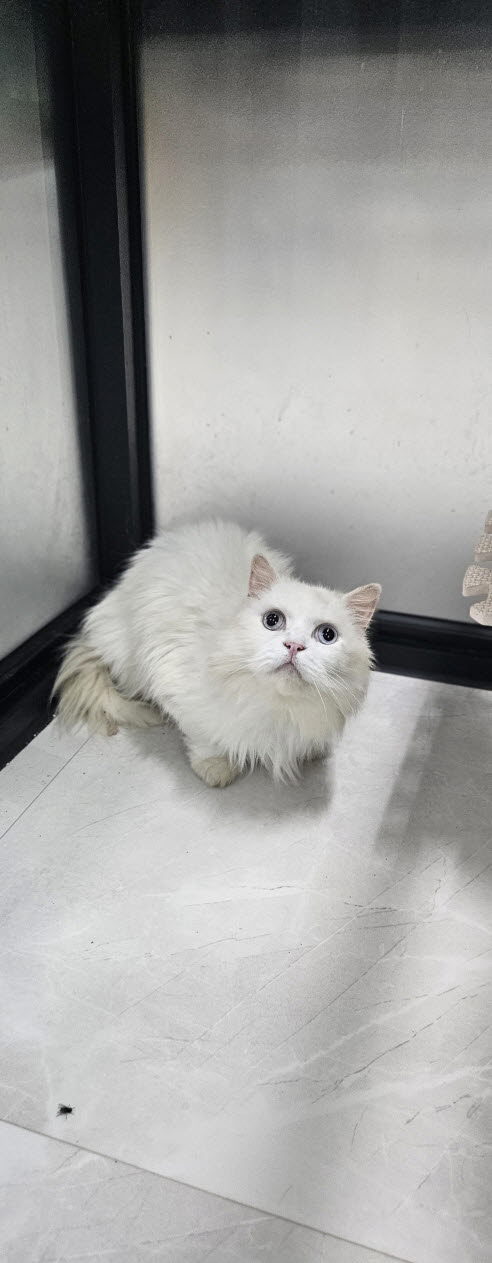 보호중 페르시안의 …