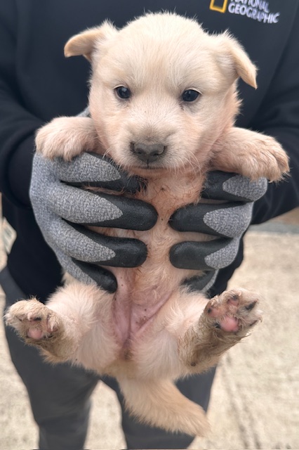 보호중 믹스견의 가…