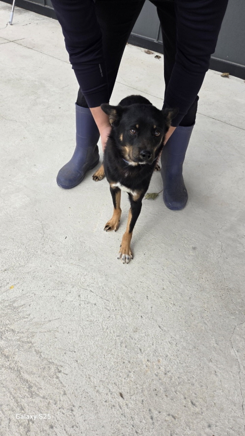 종료(자연사) 믹스…