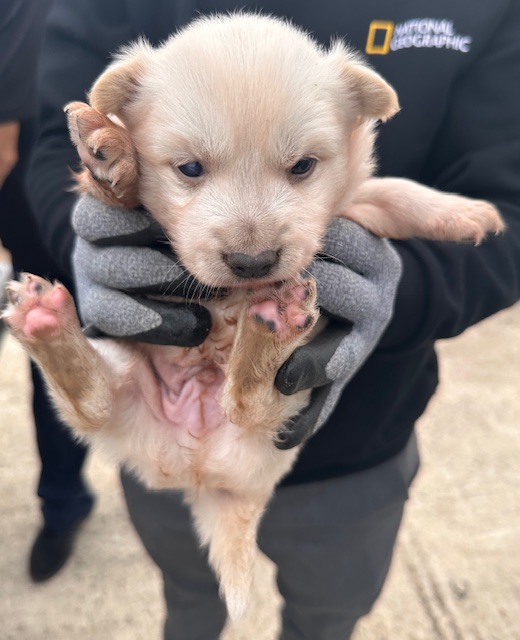 종료(자연사) 믹스…