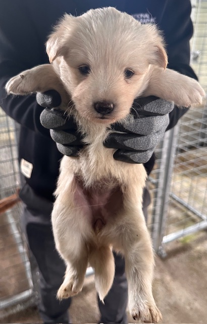 광양시 임시보호소_446484202500759