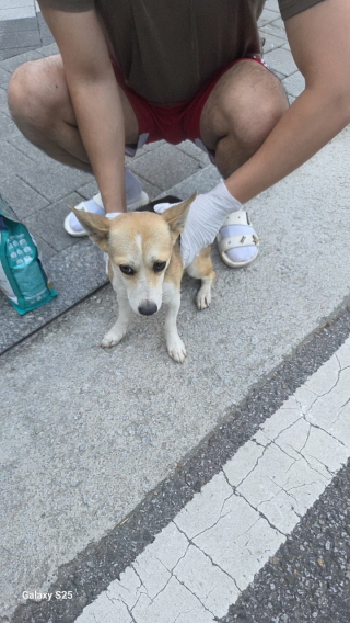 보호중 믹스견의 가…