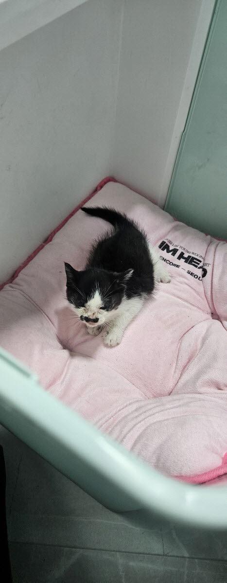 보호중 한국 고양이…