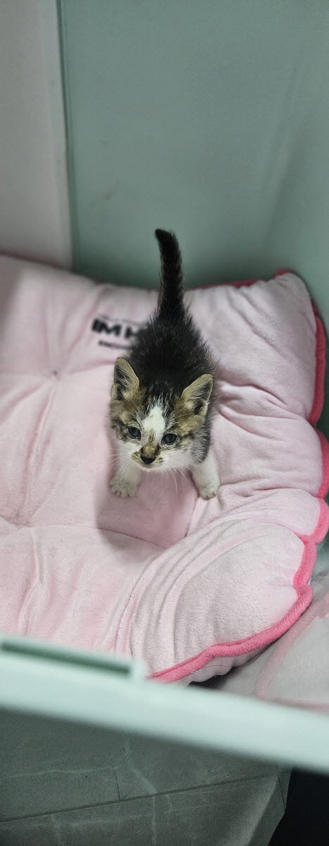 익산유기동물보호소_445468202502933