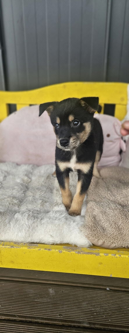 종료(입양) 진도견…