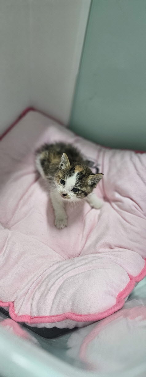 보호중 한국 고양이…