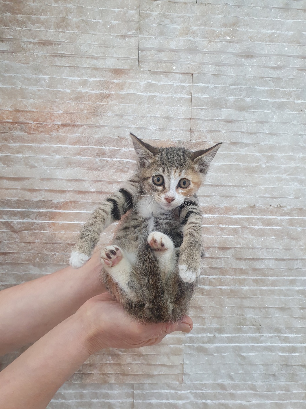 제니스동물병원_427346202501162