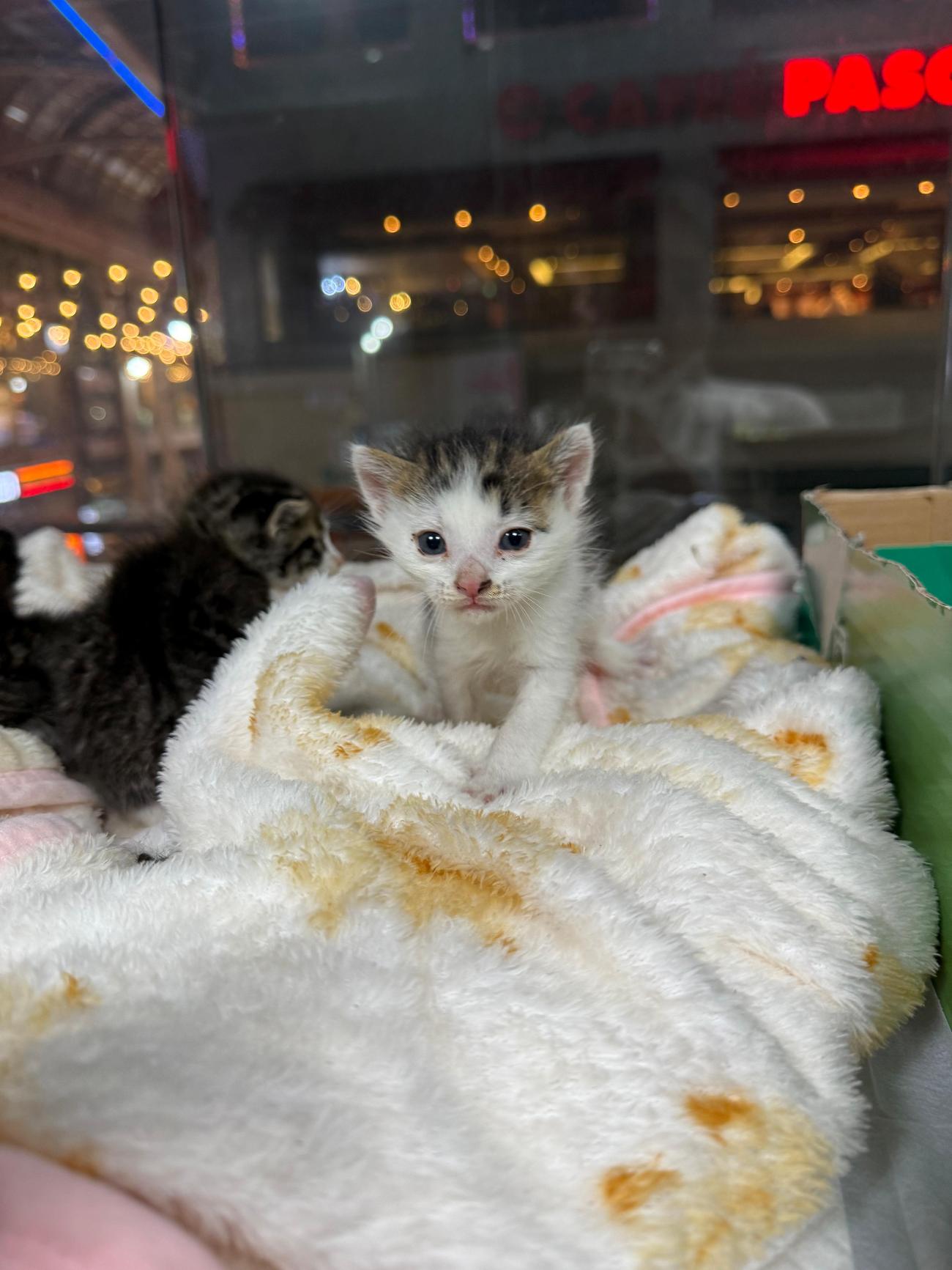 울산유기동물입양센터_431371202500501