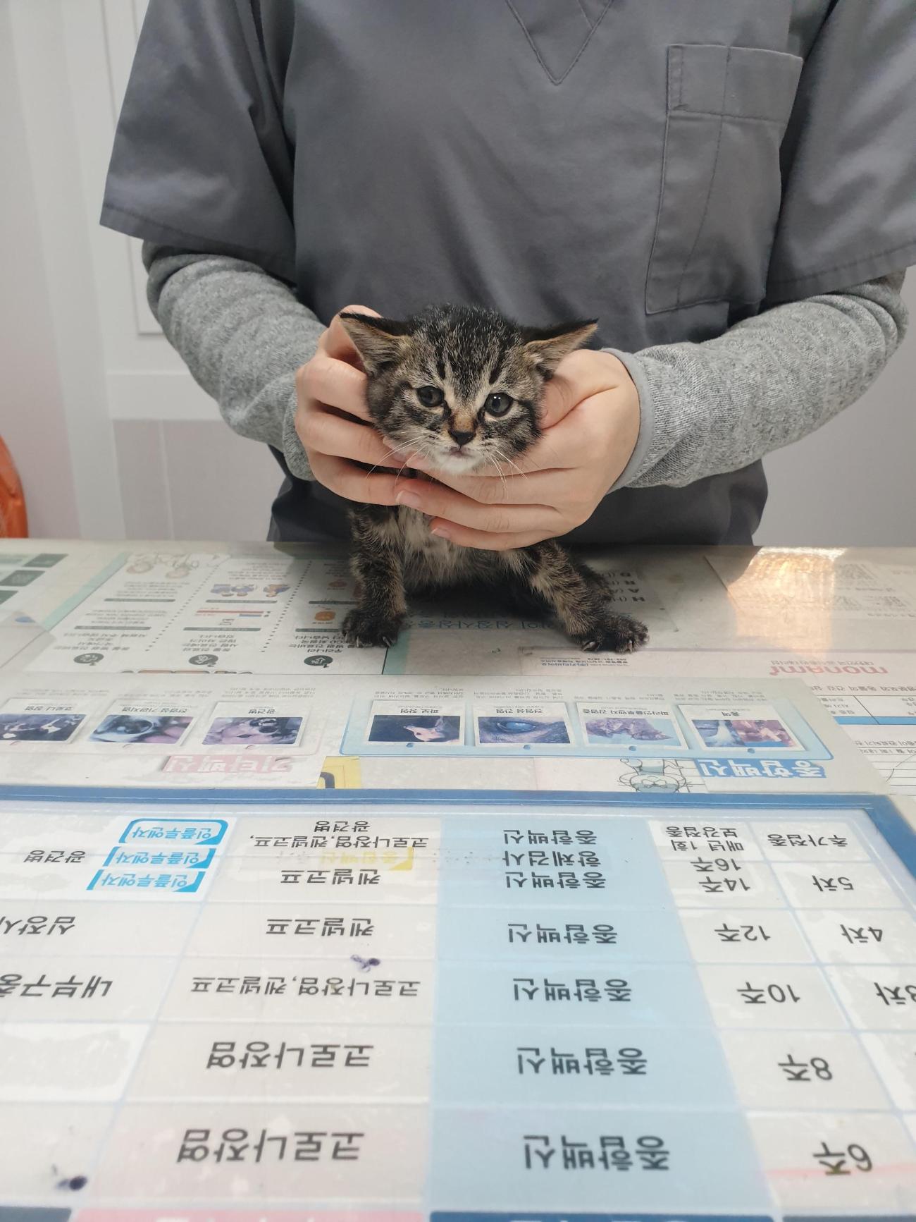 대구시수의사회(평리)_427343202500966