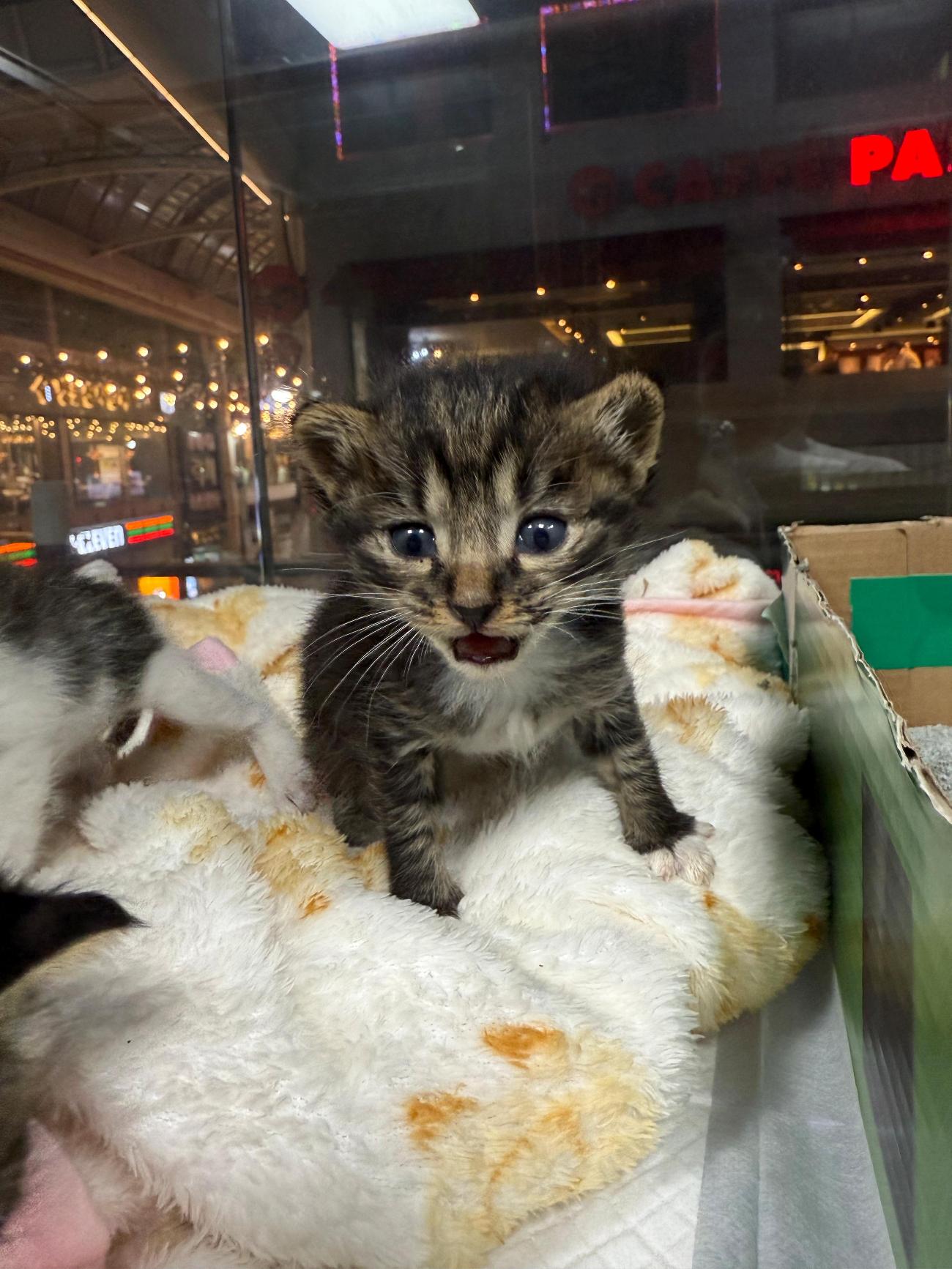 종료(자연사) 한국…