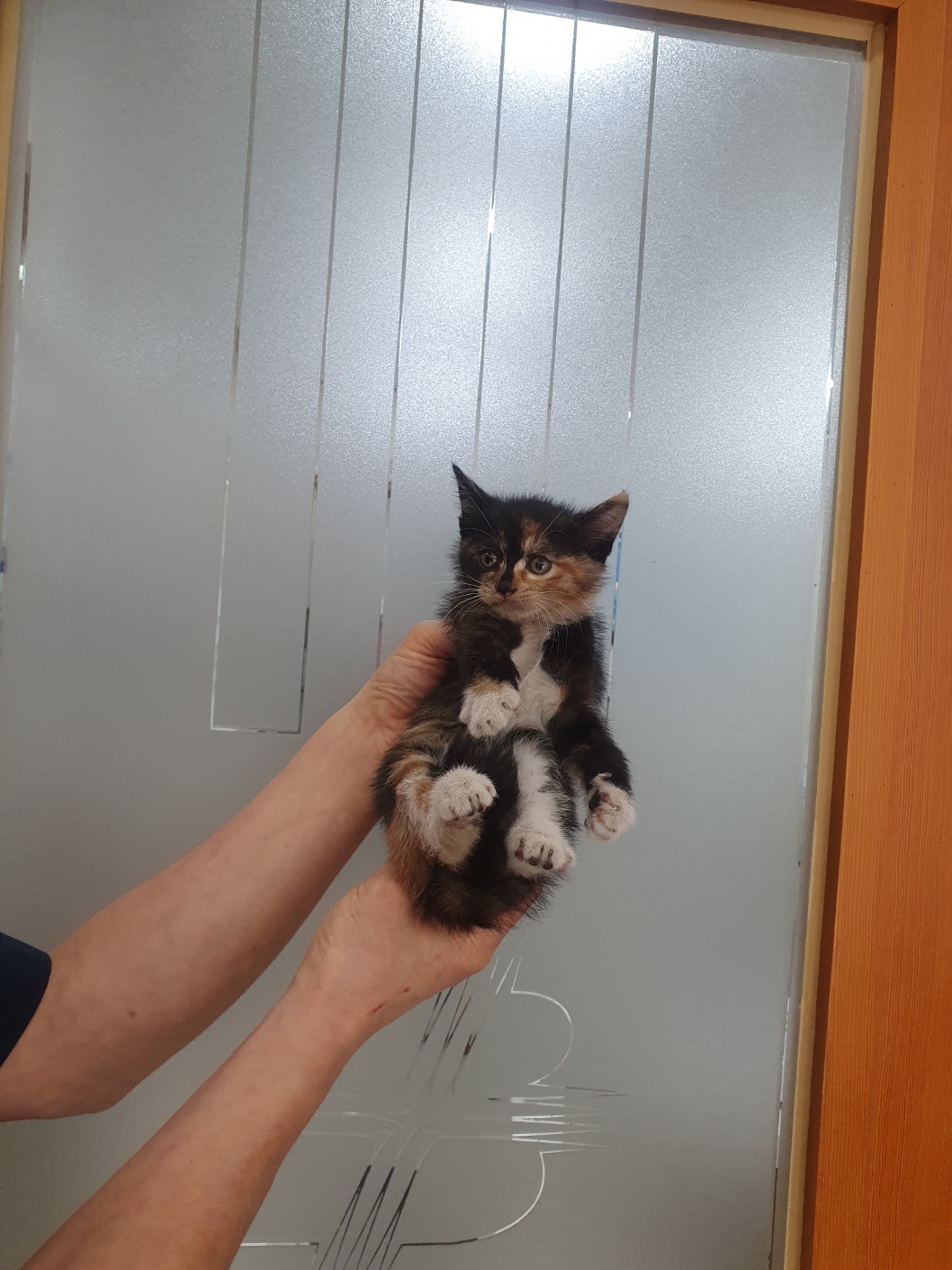 보호중 한국 고양이…