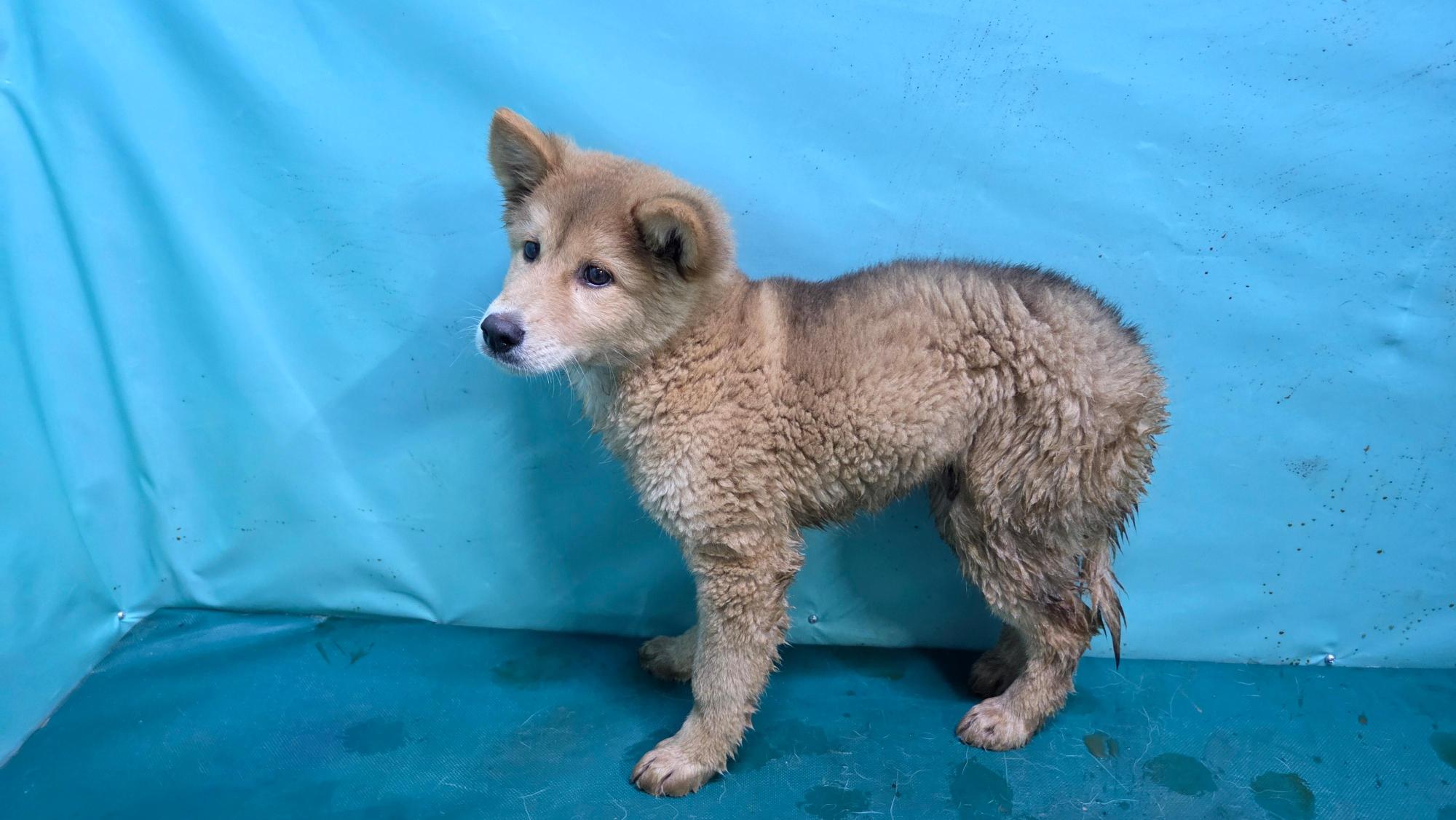 보호중 믹스견의 가…