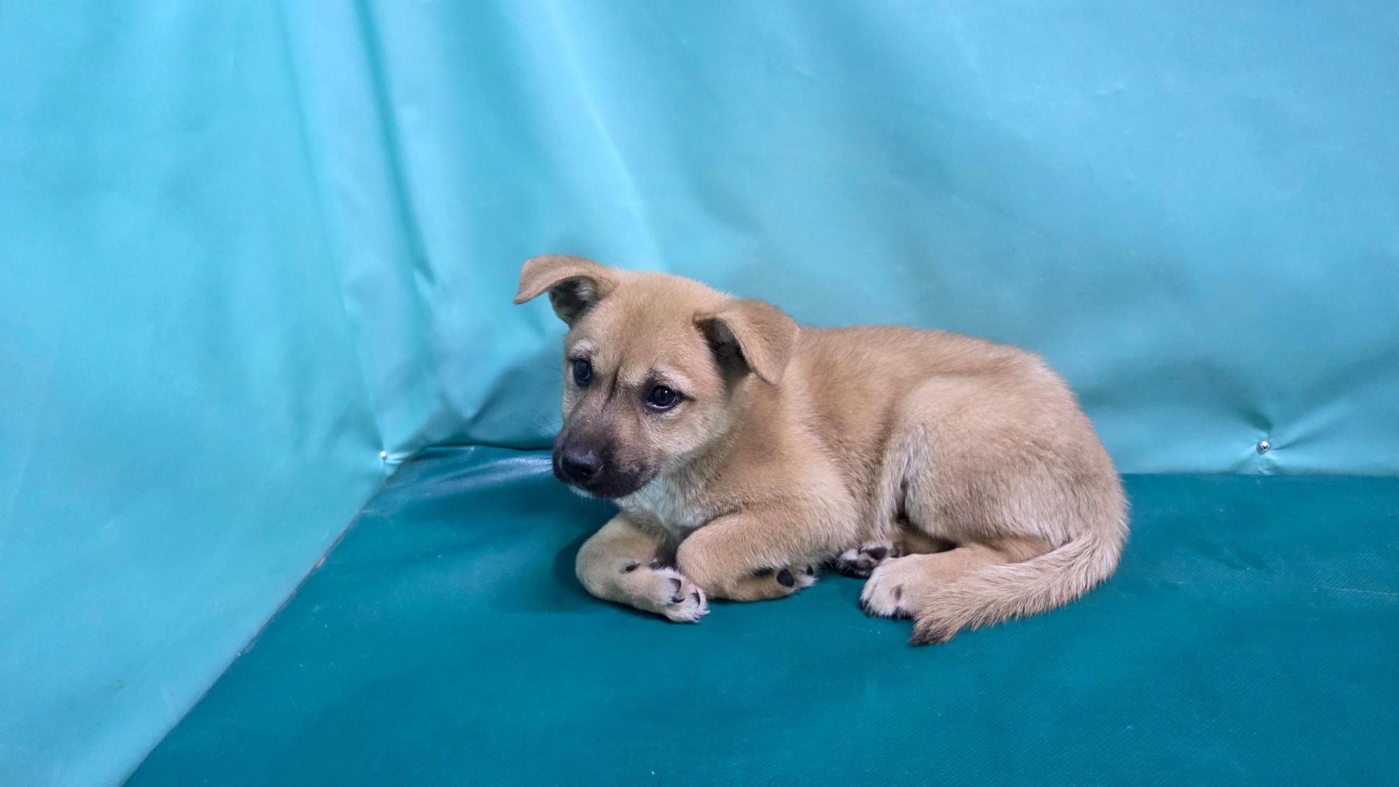 보호중 믹스견의 가…