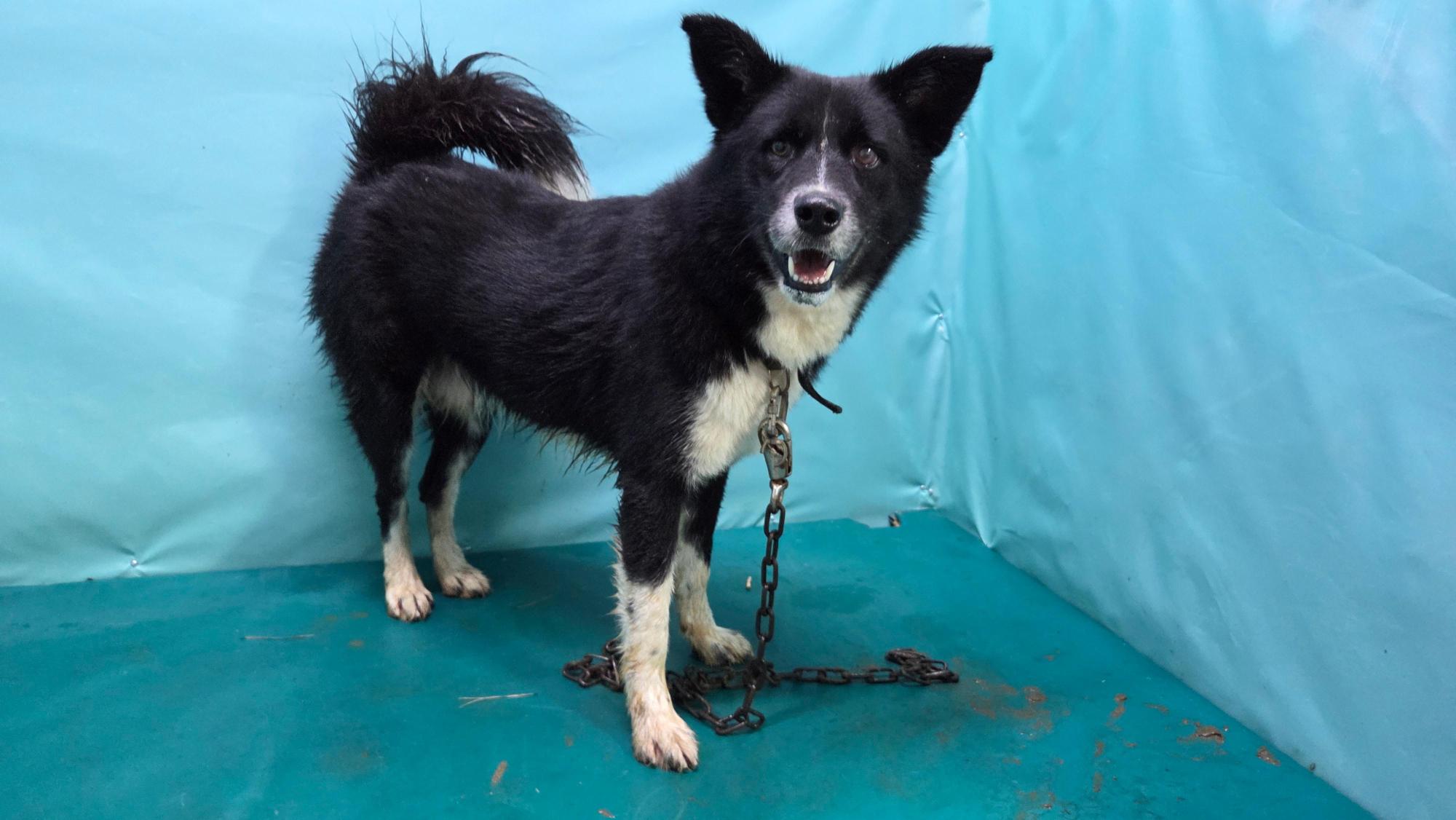 경산시유기동물보호소_447513202501267