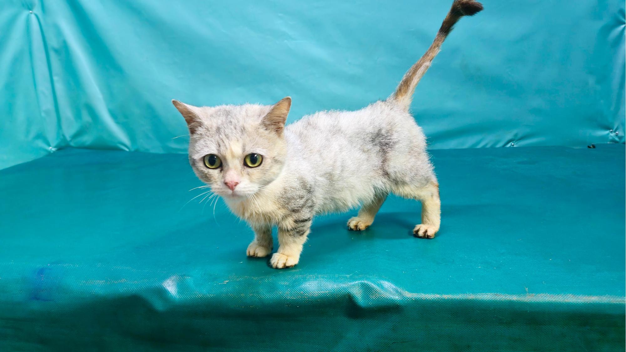 경산시유기동물보호소_447513202501265