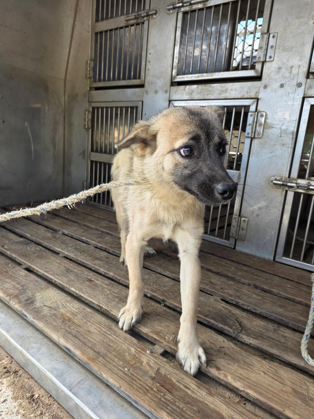 괴산증평동물보호센터_443446202500460