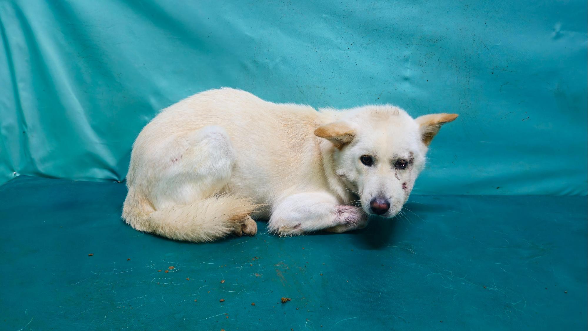 보호중 믹스견의 가…