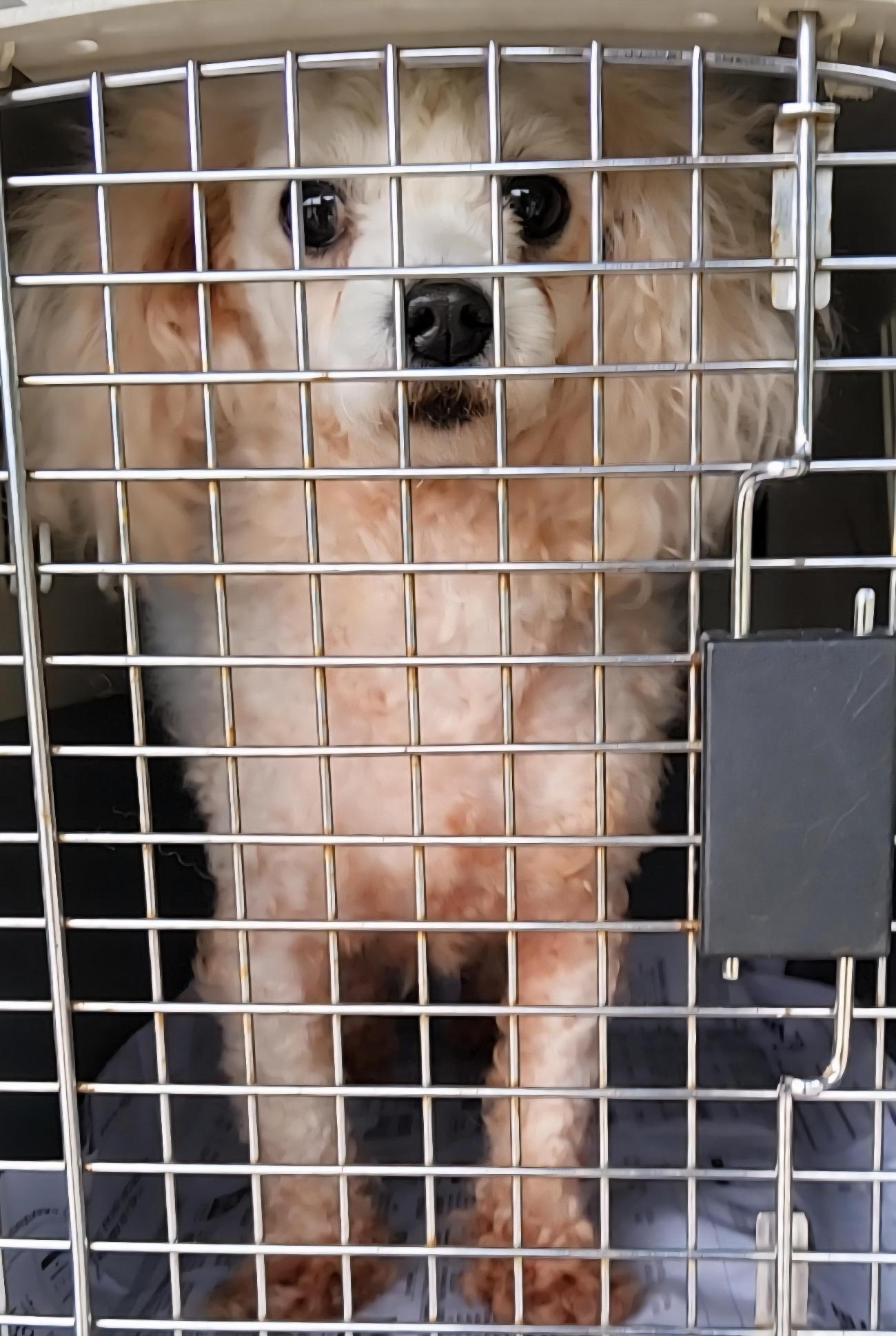 보호중 푸들의 가족…