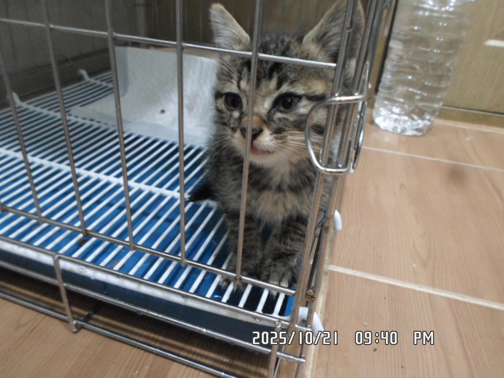 종료(입양) 한국 …