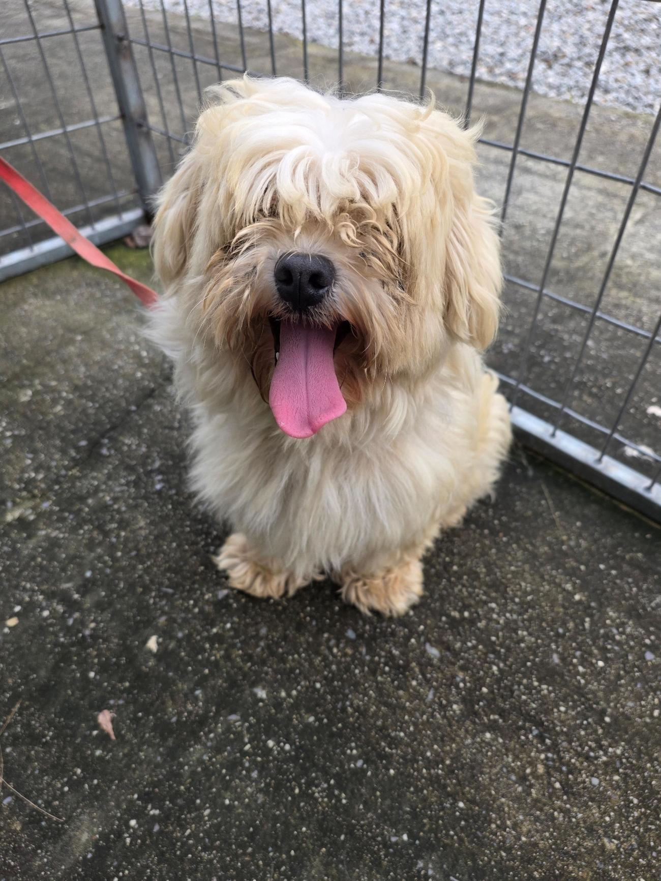 괴산증평동물보호센터_443446202500461