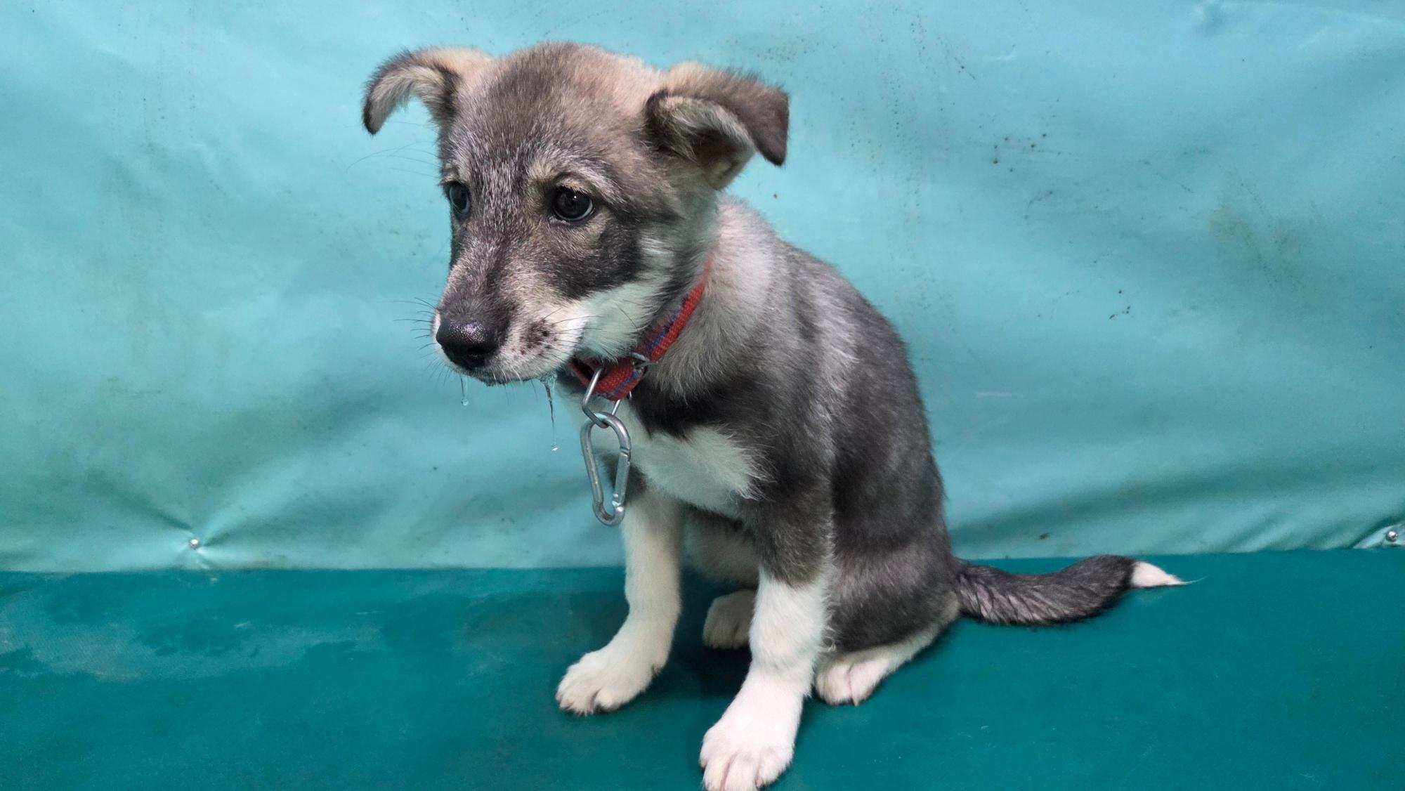 경산시유기동물보호소_447513202501271