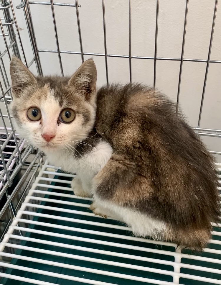 늘푸른동물병원_428354202501038