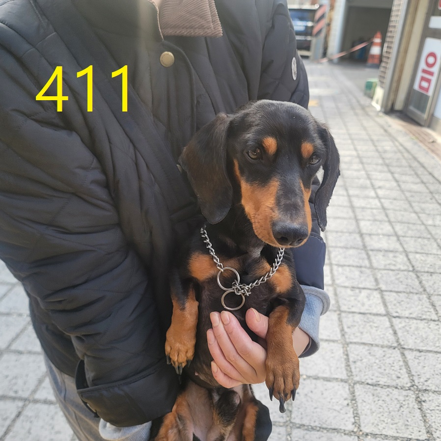 보호중 스탠다드 닥…