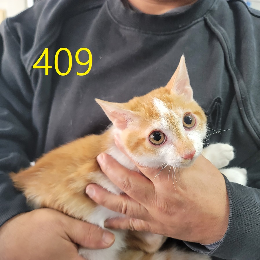 보호중 한국 고양이…