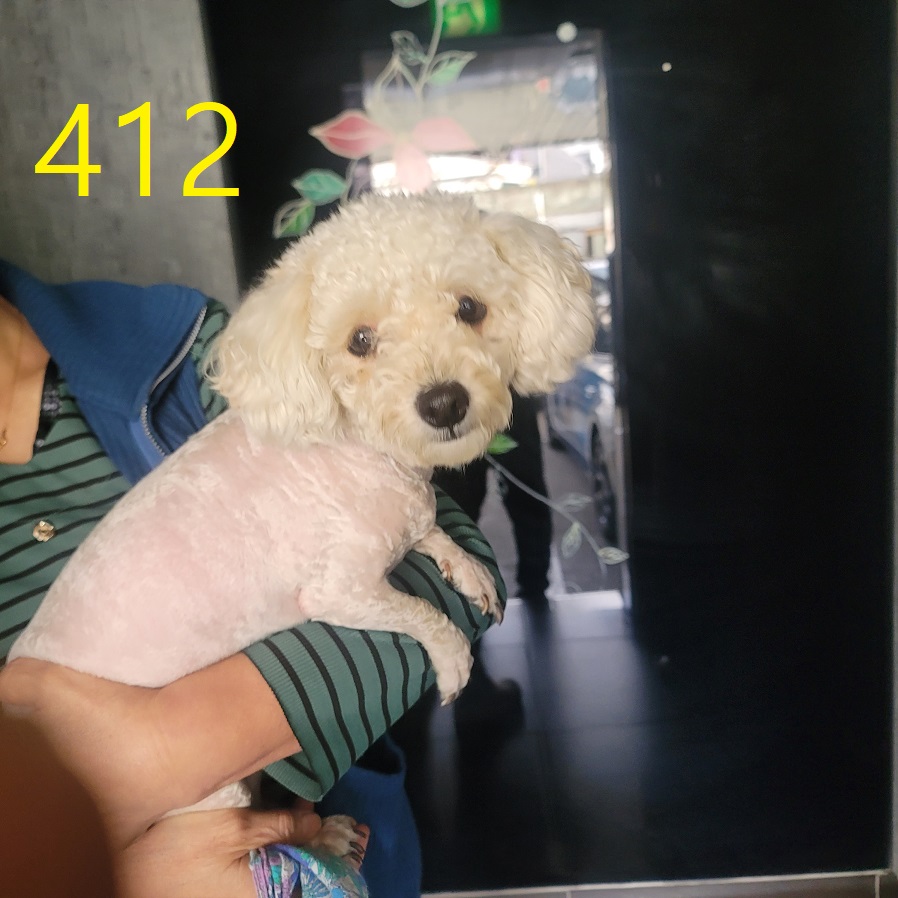 보호중 푸들의 가족…