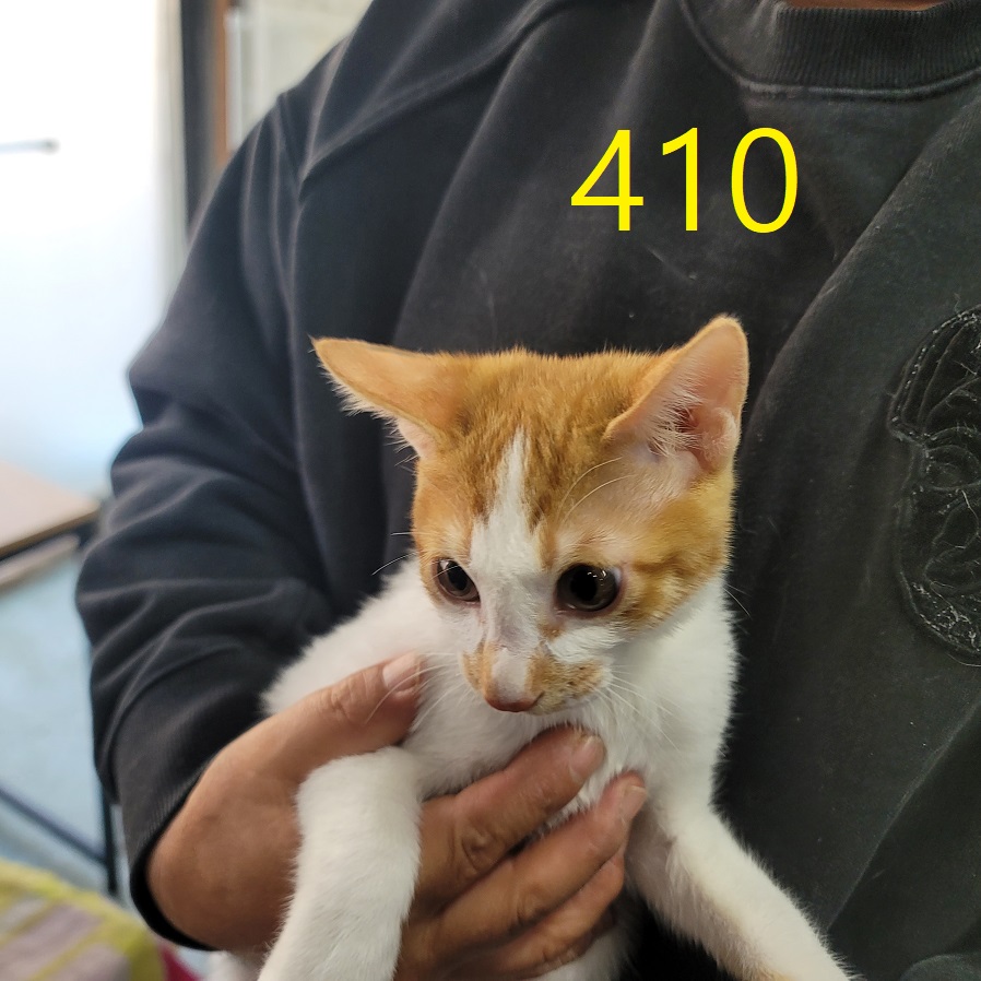 보호중 한국 고양이…