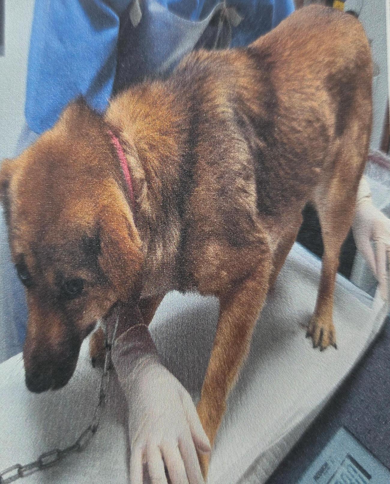 성주유기동물보호센터_447521202500480