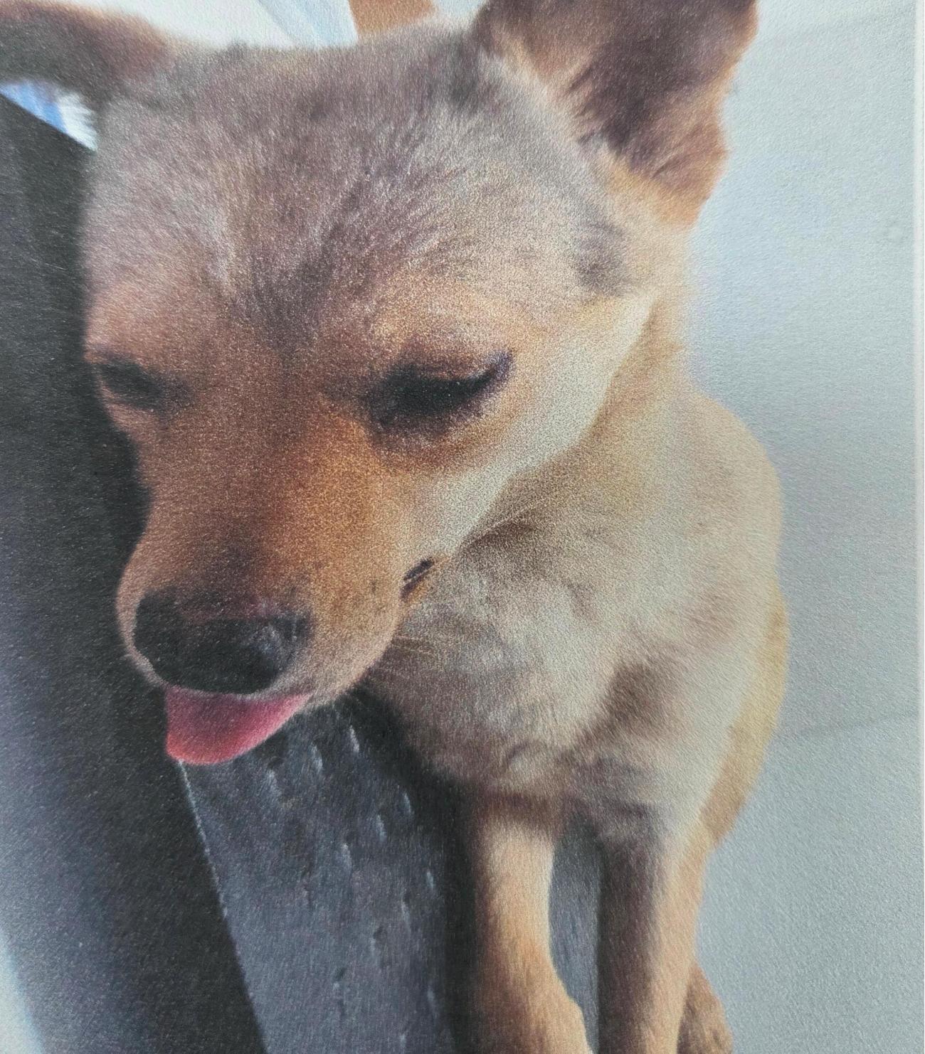 종료(방사) 믹스견…