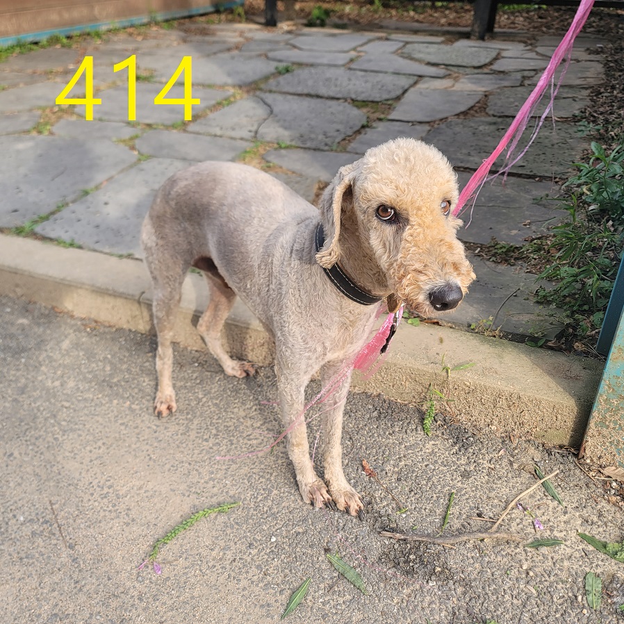 보호중 폭스테리어의…