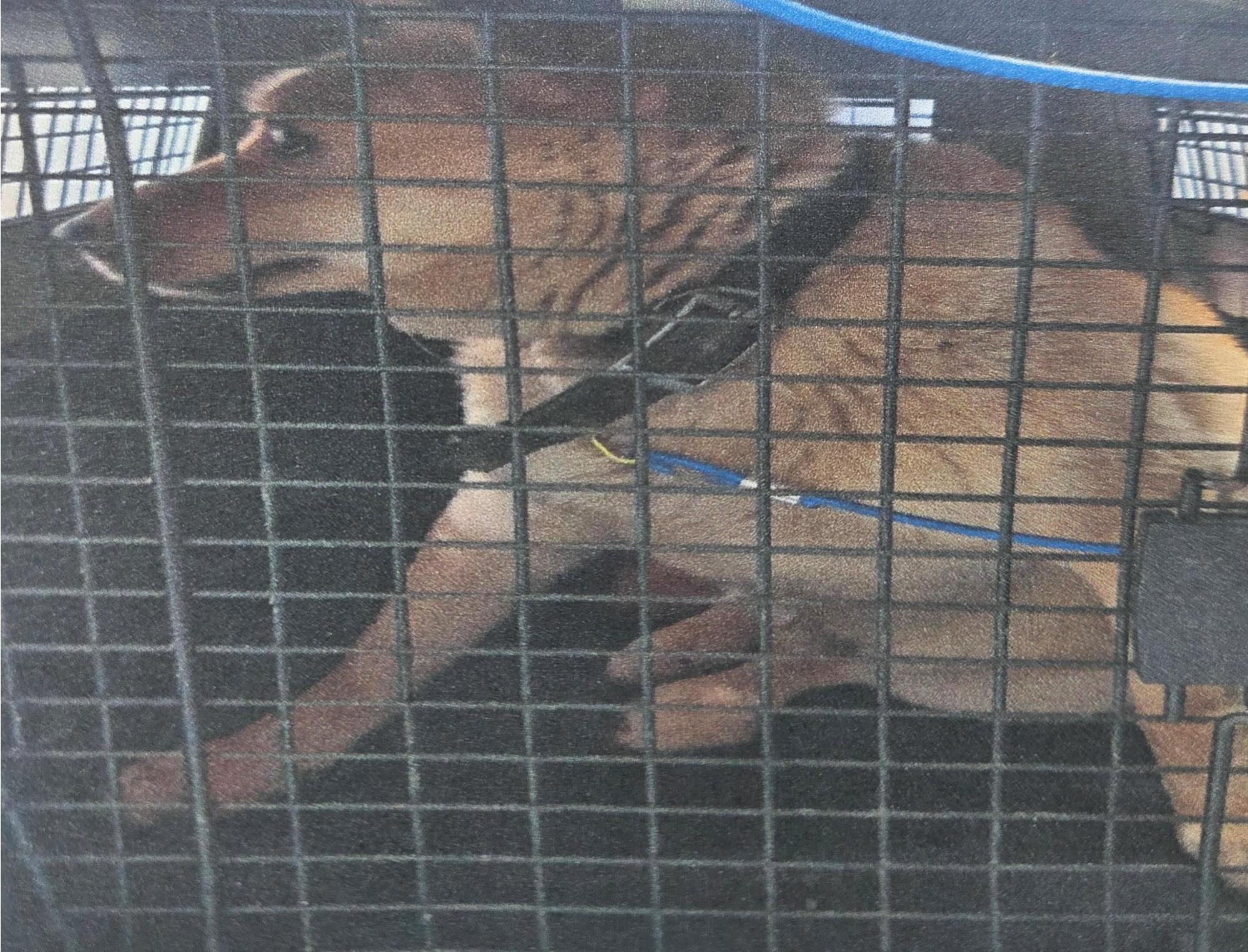 종료(방사) 믹스견…