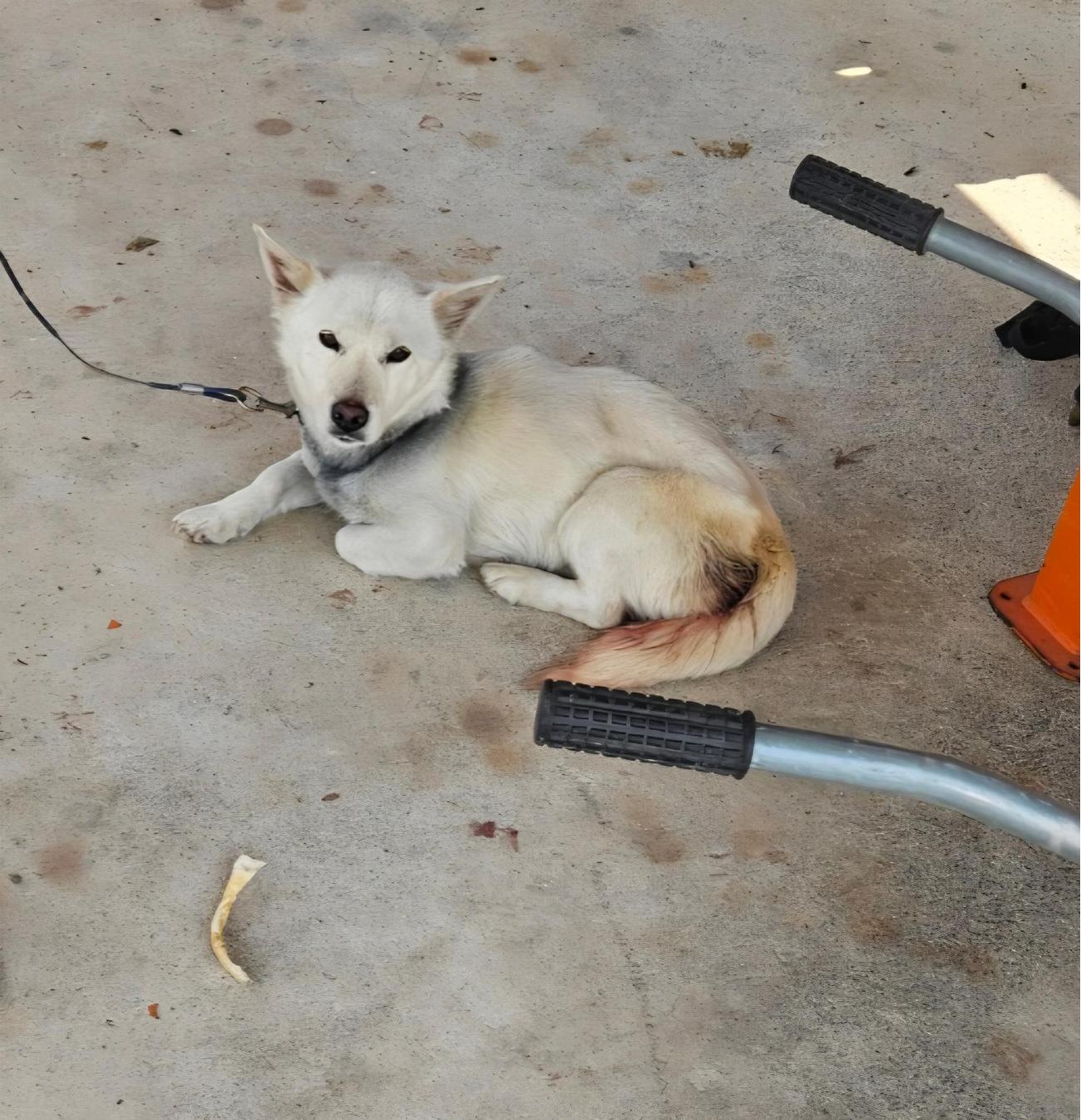 성주유기동물보호센터_447521202500477