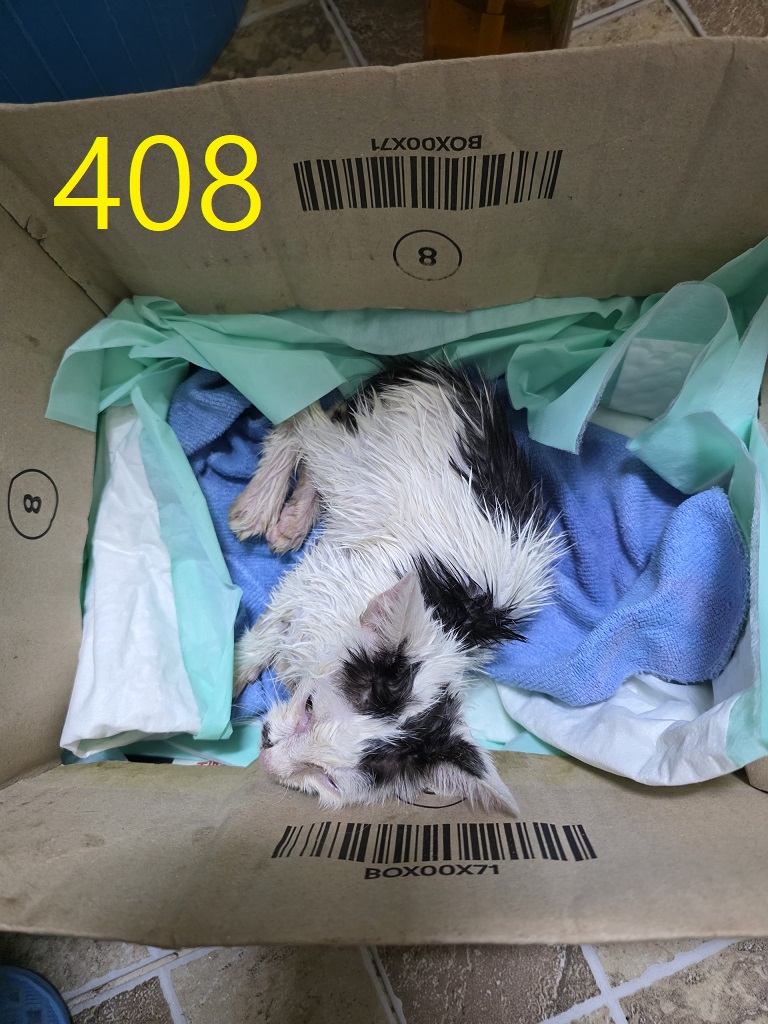 신영재동물병원_428355202500687