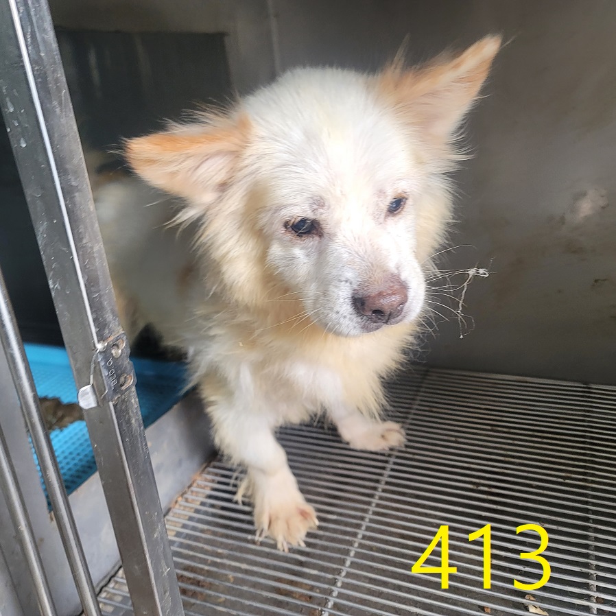 보호중 믹스견의 가…