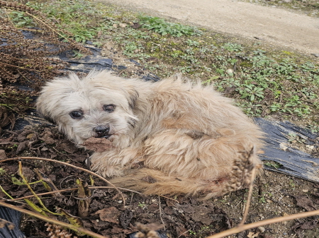 원주시동물보호센터_442419202500793
