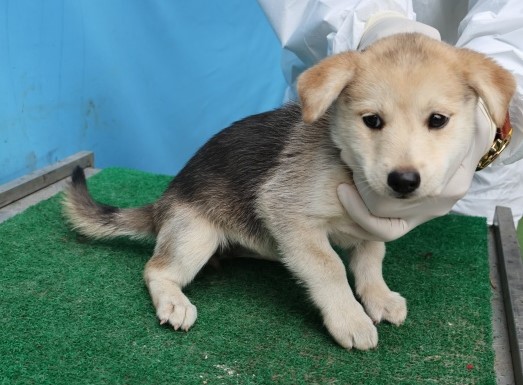 보호중 믹스견의 가…