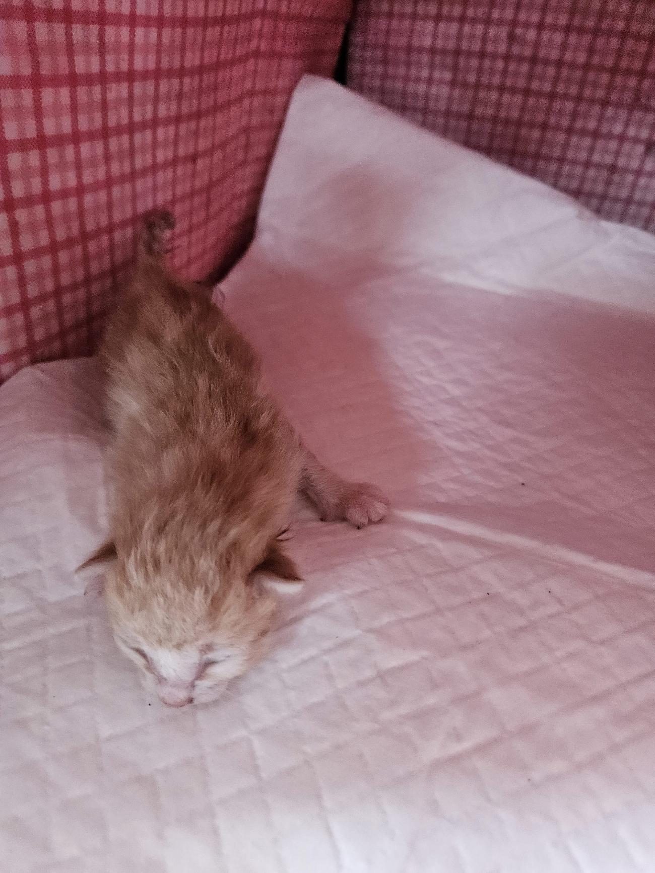 (사)동물보호관리협회_448535202501554