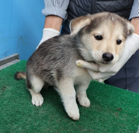 보호중 믹스견의 가…