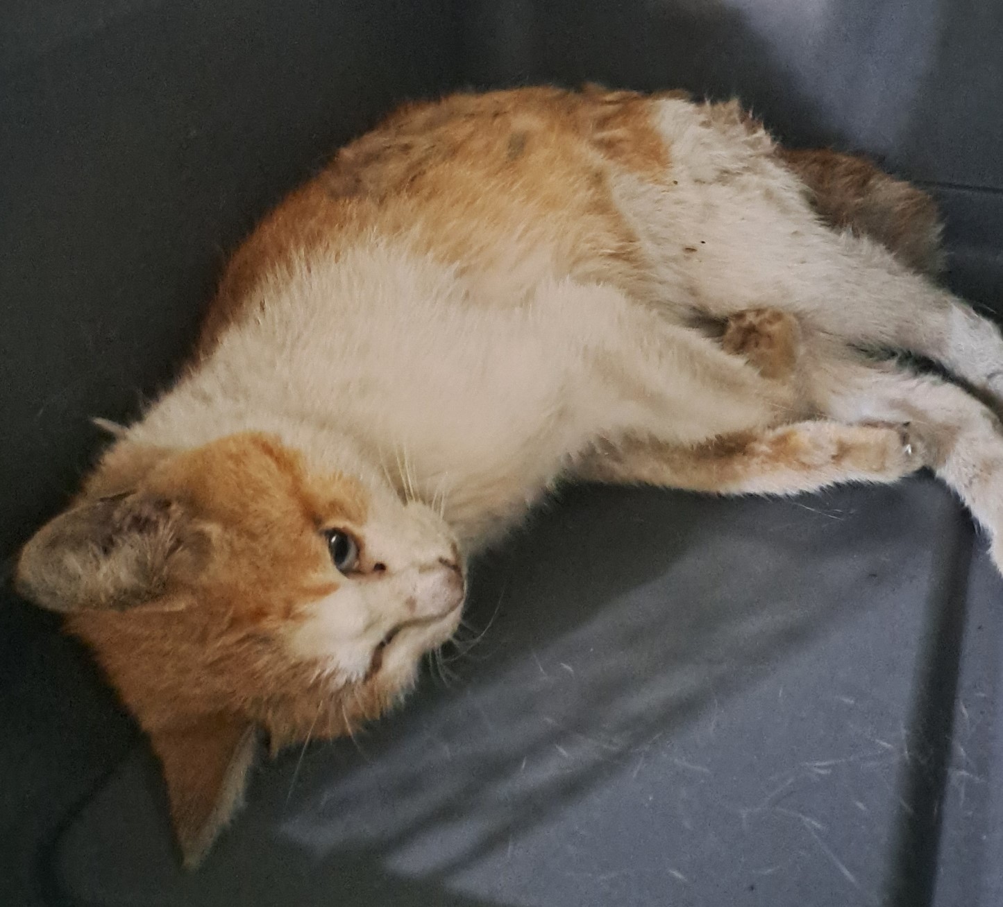 대구유기동물보호협회_427347202500895