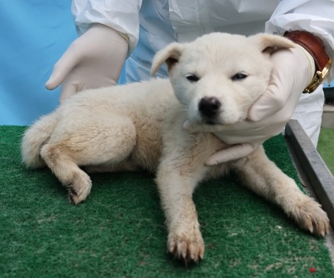 보호중 믹스견의 가…