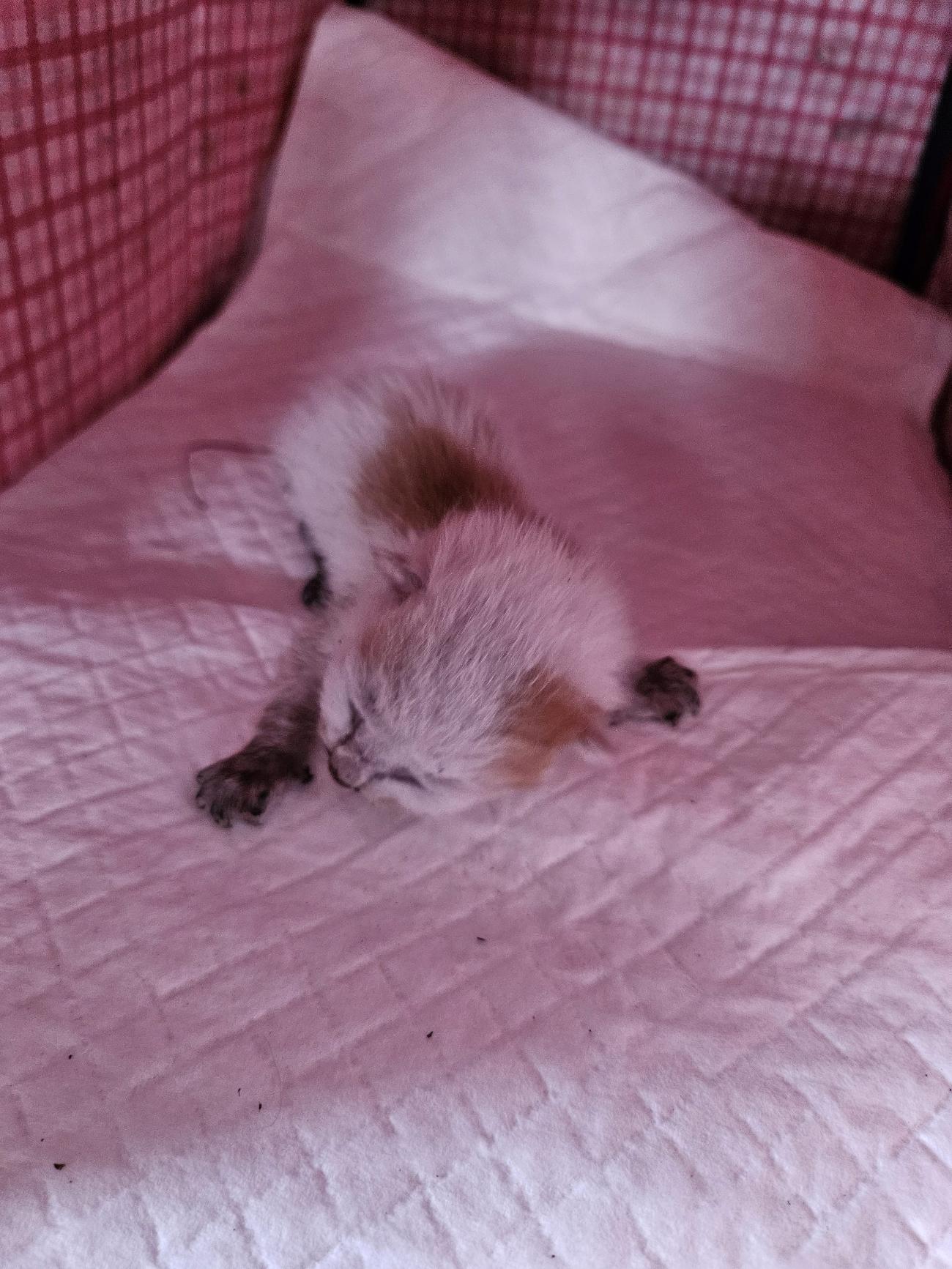 (사)동물보호관리협회_448535202501556