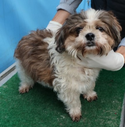 제주 동물보호센터_450650202502805