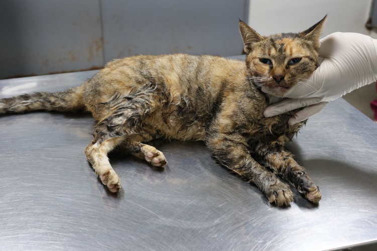 제주 동물보호센터_450650202502823